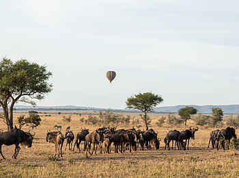 Singita Milele: Heißluftballonfahrt in der Serengeti