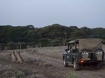 Sirikoi: Pirschfahrt mit Gepardensichtung