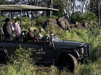 Tubu Tree: Elefantenbeobachtung Tubu Tree: Elefantenbeobachtung