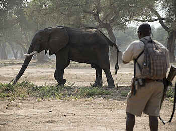 Zambezi Expeditions Camp: Elefantenbegegnung Zambezi Expeditions Camp: Elefantenbegegnung