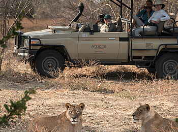 Kanga Expeditions: Löwenbeobachtung