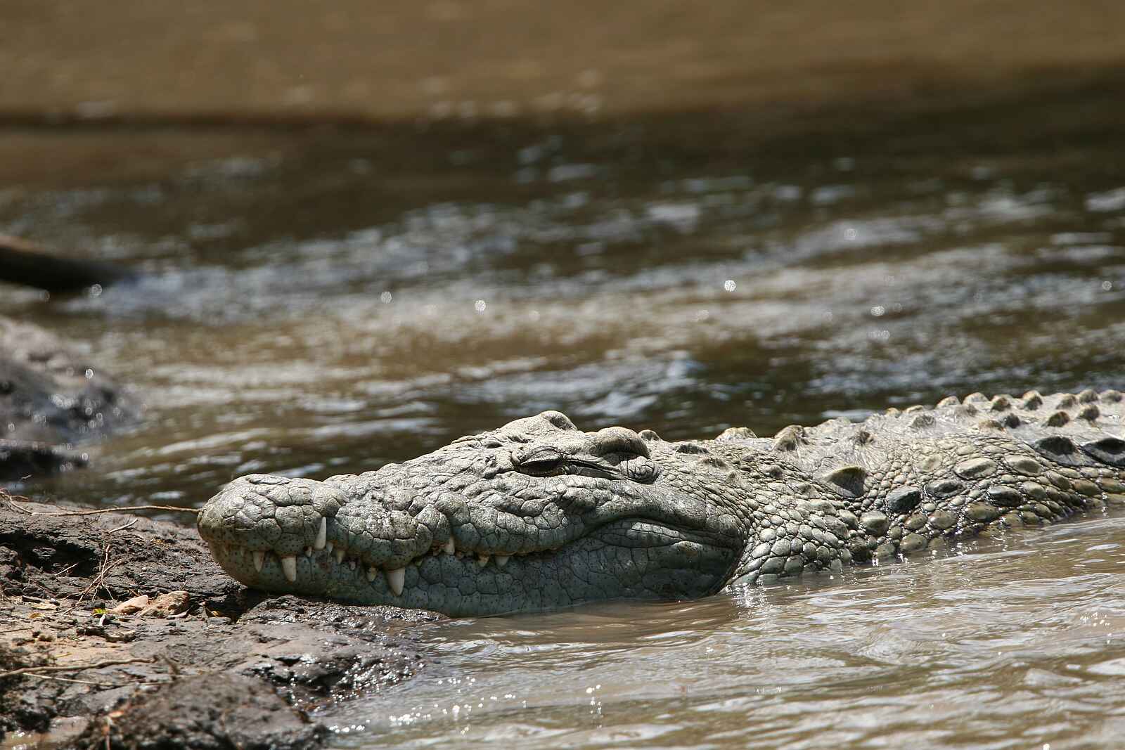 Legendary Serengeti Camp: Nilkrokodil Legendary Serengeti Camp: Nilkrokodil