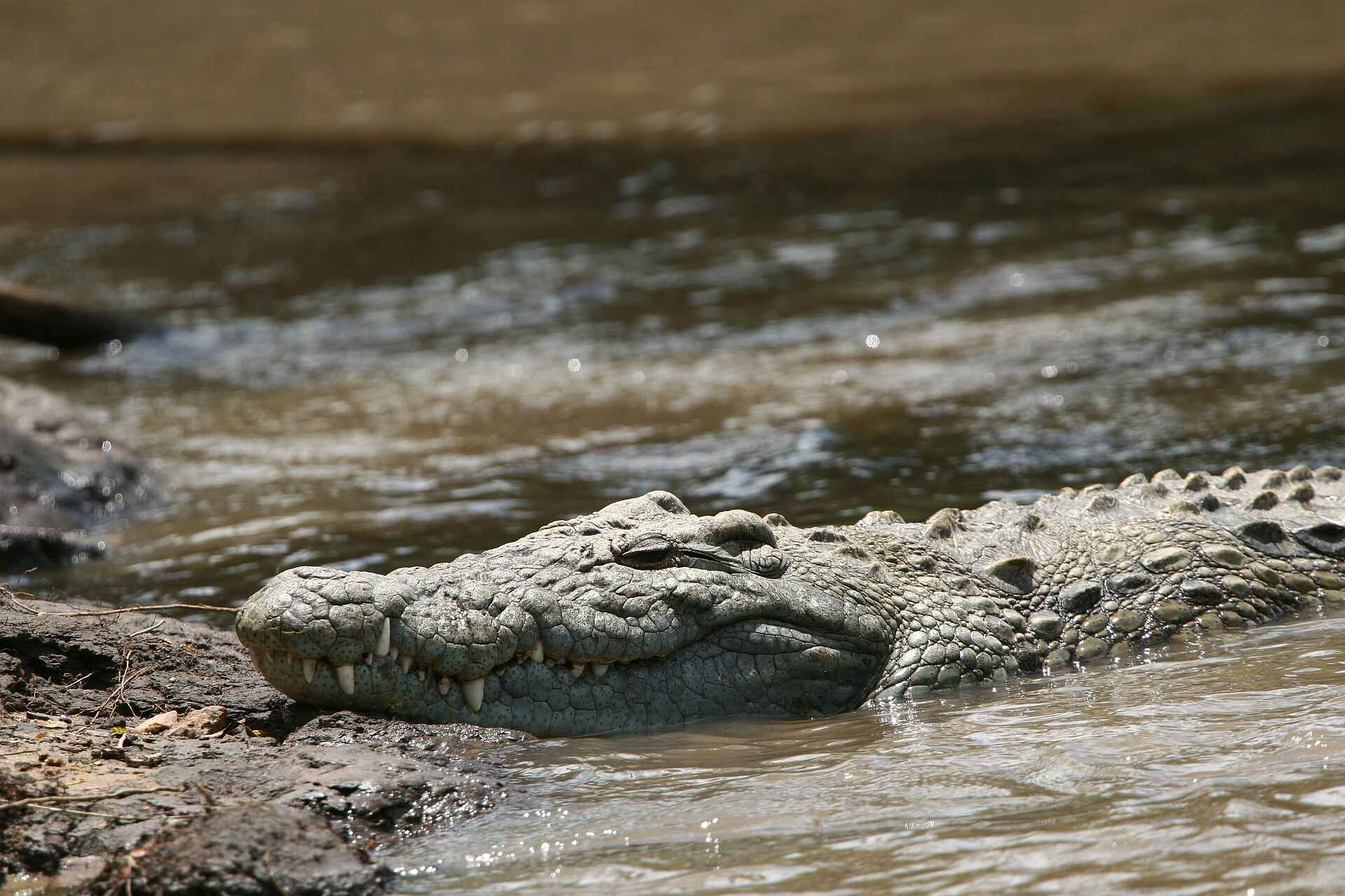 Legendary Serengeti Camp: Nilkrokodil