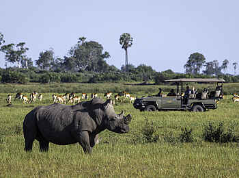 Mombo Camp: Nashorn beim Game Drive Mombo Camp: Nashorn beim Game Drive