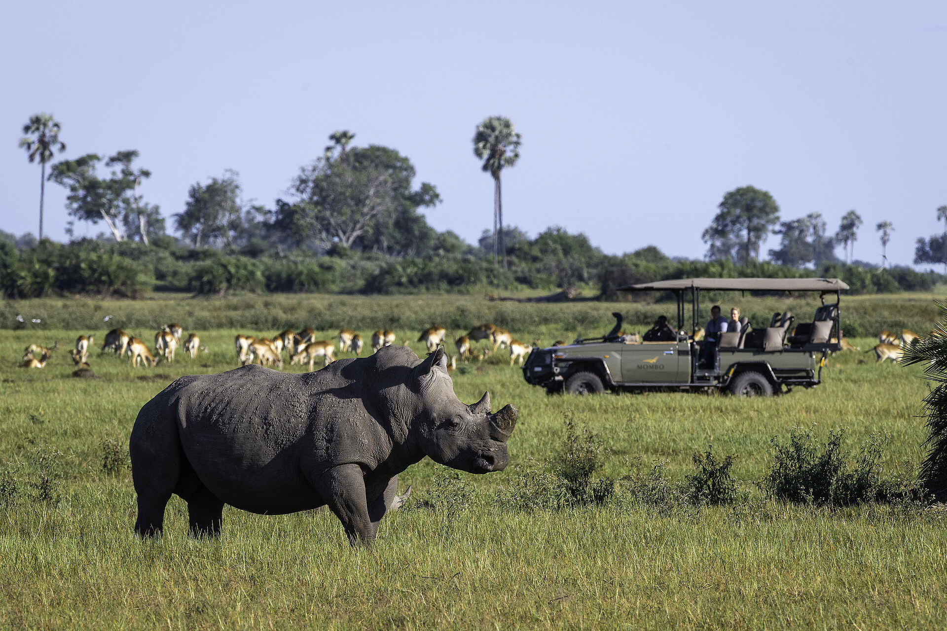 Mombo Camp: Nashorn beim Game Drive