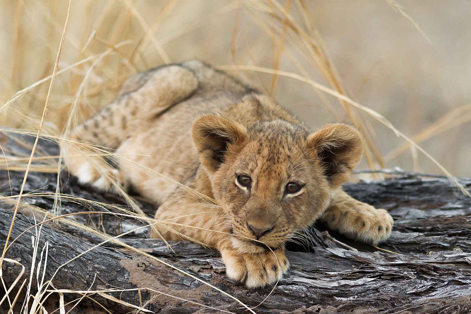 Nkonzi Bush Camp: Löwenbaby Nkonzi Bush Camp: Löwenbaby