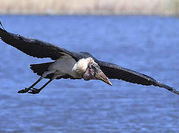Robins Camp: Fliegender Marabu Robins Camp: Fliegender Marabu