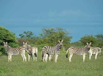 Safarihoek Lodge: Zebra Safarihoek Lodge: Zebra