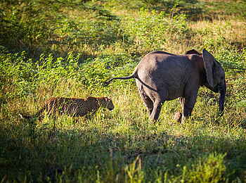 Time + Tide Nsolo: Großer Löwe, kleiner Eli