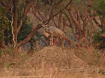 Tusk and Mane Safaris: Kudubock Tusk and Mane Safaris: Kudubock