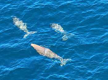 &Beyond Benguerra Island: Dugonggruppe