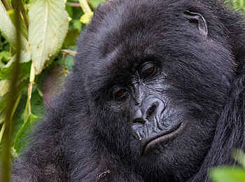 Bisate Lodge: Junger Gorilla Bisate Lodge: Junger Gorilla