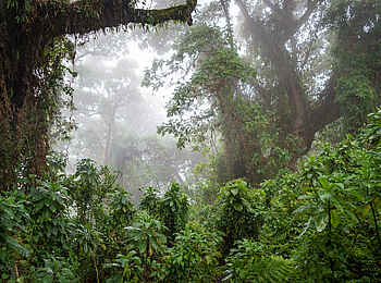 Bisate Lodge: Nebliger Regenwald Bisate Lodge: Nebliger Regenwald