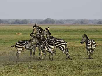 Busanga Bush Camp: Eine kleine Zebraherde Busanga Bush Camp: Eine kleine Zebraherde