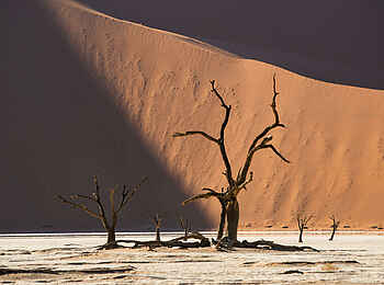 Camp Sossus: Die berühmte Deadvlei Camp Sossus: Die berühmte Deadvlei