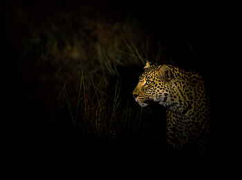 Chisa Busanga Camp: Leopard