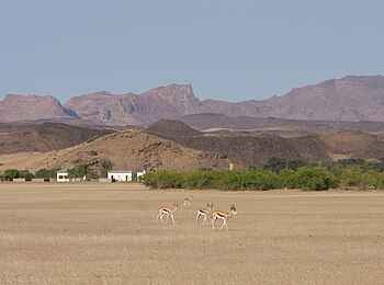 Damaraland Camp: Springböcke bei De Riet Village