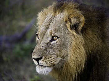 Duma Tau Camp: Männlicher Löwe Duma Tau Camp: Männlicher Löwe