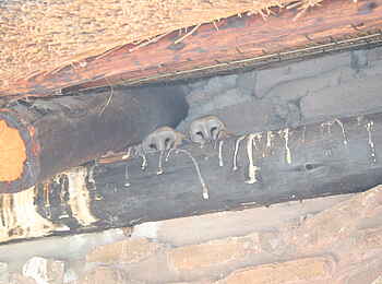 Edo's Camp: Eulen-Untermieter Edo's Camp: Eulen-Untermieter