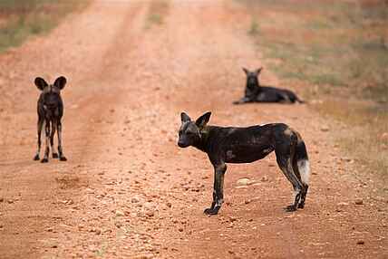 Afrika, Afrikareise, Afrikarma, Afrikarma.de, Auszeichnung, Breitmaulnashorn, Buchen, Cheli & Peacock, Cheli and Peacock, Cheli und Peacock, Eastcentral Kenya, Elsa's Kopje, Information, Kenia, Kenya, Liz Cheli, Luxus, Meru, Meru National Park, Meru Nationalpark, Nashorn, Ostzentralkenia, Reise, reisen, Reiseveranstalter, Rhino Sanctuary, Safari, Sopitzmaulnashorn, Stefano Cheli, Urlaub, www.afrikarma.de, Afrikanischer Wildhund, Aktivitäten, Fauna, Tiere, Wildhund, Wildhunde