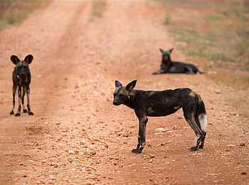 Elsa's Kopje: Wildhunde auf der Straße Elsa's Kopje: Wildhunde auf der Straße