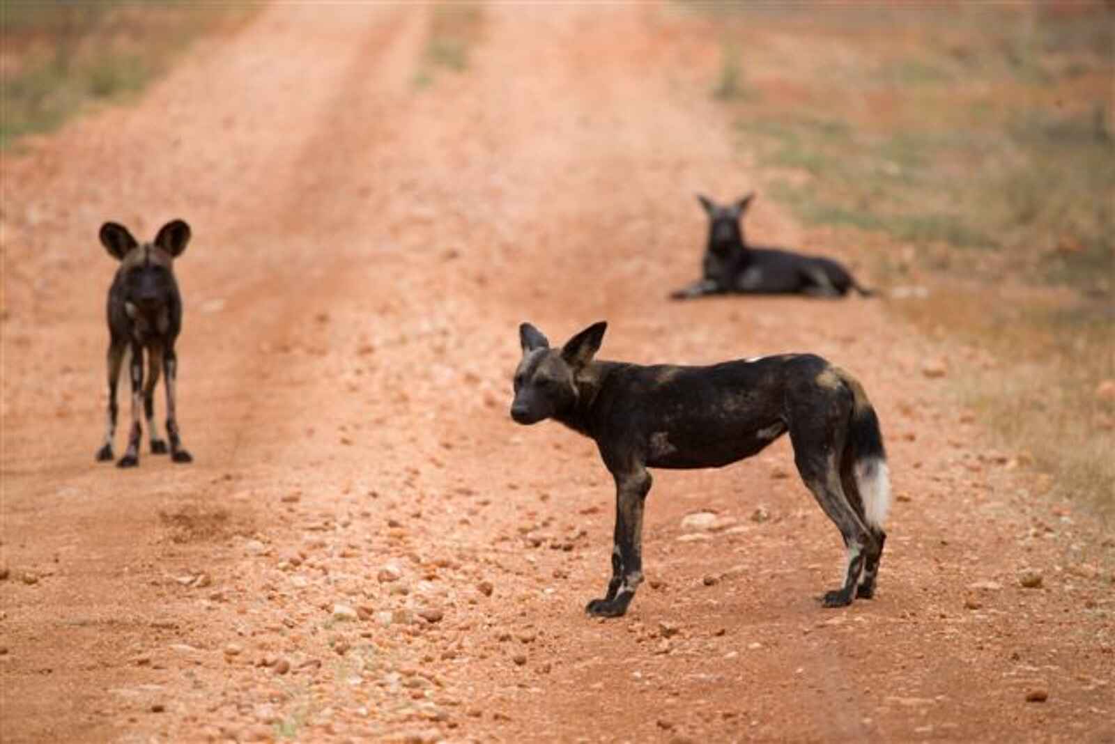 Elsa's Kopje: Wildhunde auf der Straße Elsa's Kopje: Wildhunde auf der Straße