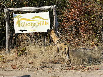 Ghoha Hills Savuti Lodge: Wildhund