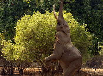 Goliath Tented Camp: Elefant erntet Akazienschoten