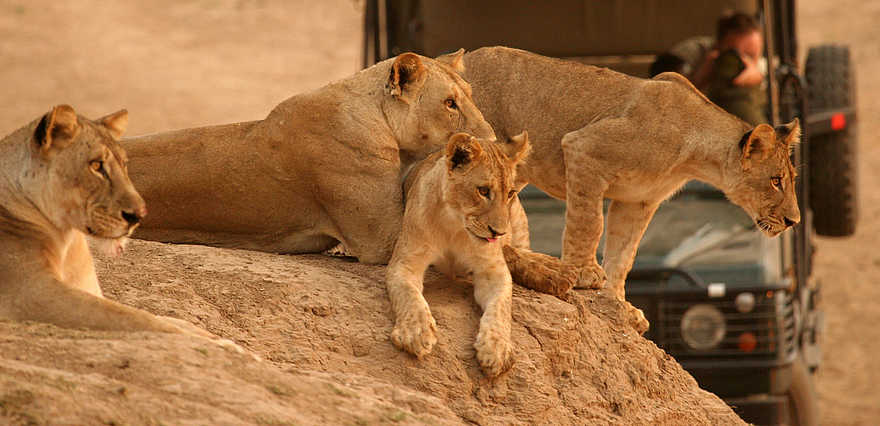 Kaingo Game Drive: Löwen am Flussufer Kaingo Game Drive: Löwen am Flussufer
