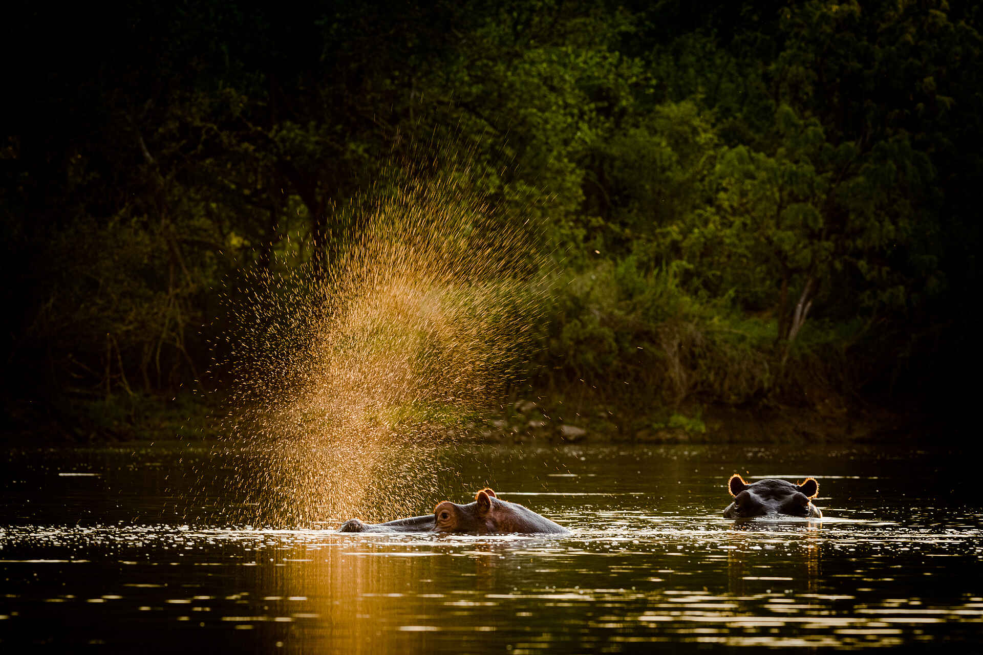 Kambaku River Sands: Nilpferde im Wasser Kambaku River Sands: Nilpferde im Wasser
