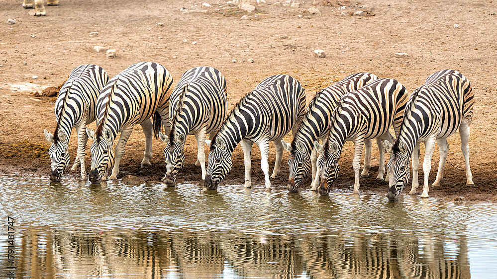 Safari Kambaku Safari Lodge: Zebras an einer Wasserstelle
