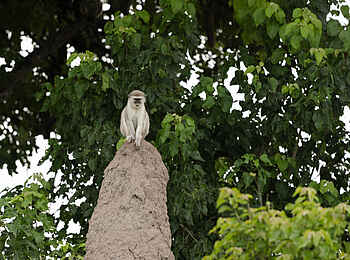 Kanana-Nyana-Camp: Affenthron