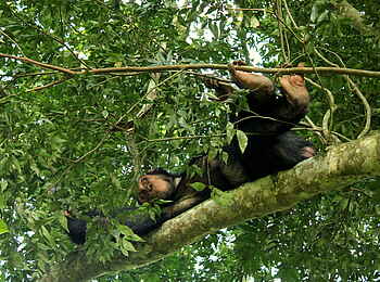 Kasenyi Safari Camp: Ruhender Schimpanse