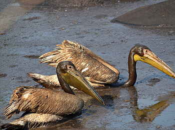 Katuma Bush Lodge: Zwei Pelikane auf dem Wasser
