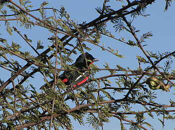 Khama Rhino Sanctuary: Rotbauchwürger Khama Rhino Sanctuary: Rotbauchwürger