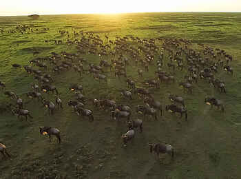 Klein's Camp: Great Migration aus der Luft