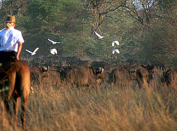 Kujwana Camp: Büffel-Beobachtung
