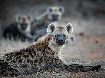 Laikipia Wilderness Main Camp: Tüpfelhyänen Laikipia Wilderness Main Camp: Tüpfelhyänen