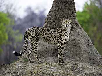Little Makalolo Camp: Gepardenansitz Little Makalolo Camp: Gepardenansitz