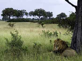Little Makalolo Camp: Löwe im Grass Little Makalolo Camp: Löwe im Grass