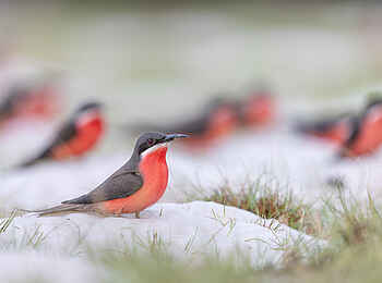 Loango Savannah Camp: Vogelbeobachtung