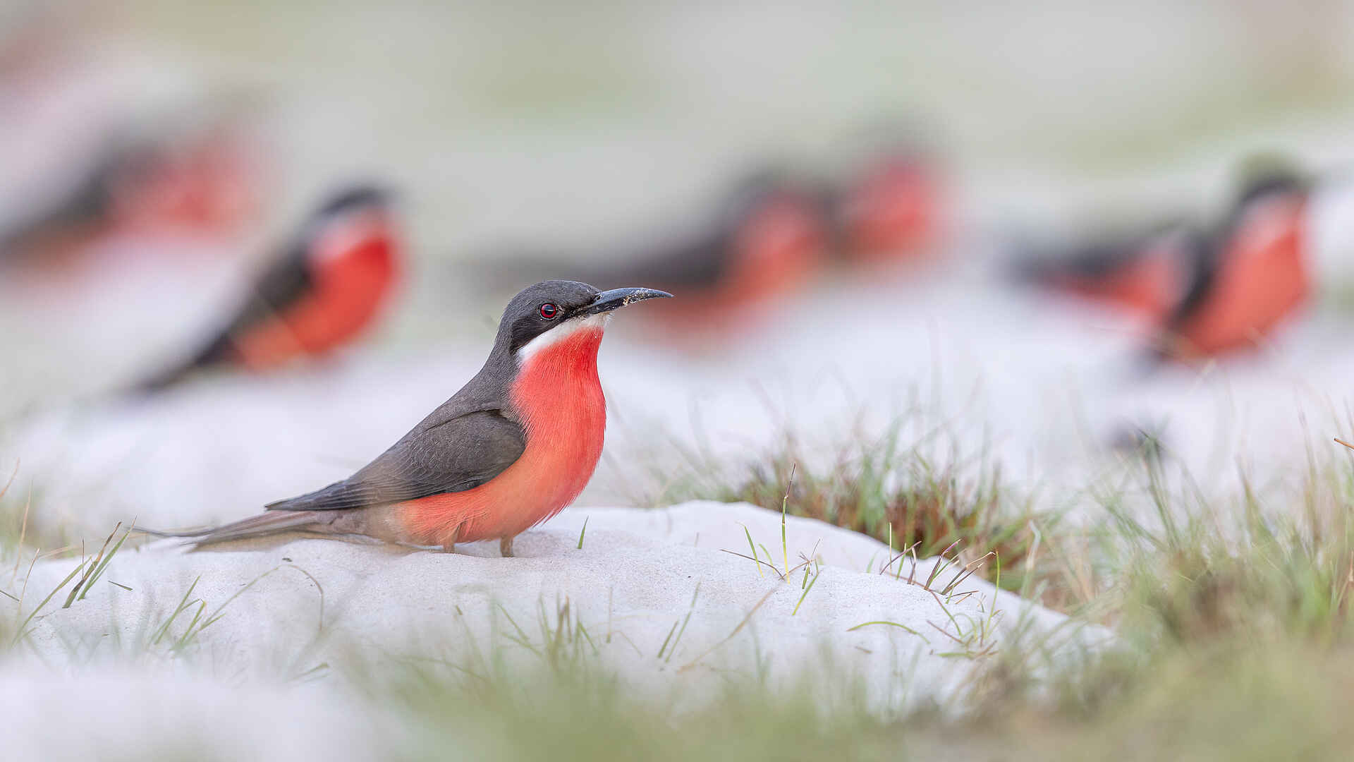 Loango Savannah Camp: Vogelbeobachtung Loango Savannah Camp: Vogelbeobachtung