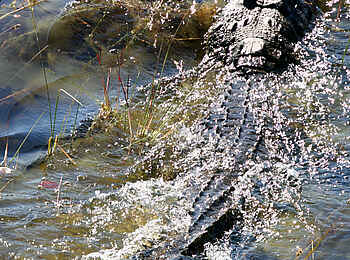 Macatoo Camp: Krokodil