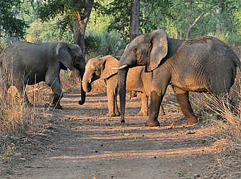 Mt Gorongosa Community Camp: Elefanten Mt Gorongosa Community Camp: Elefanten