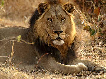 Mukambi Fig Tree Bush Camp: Ein Löwe im Shishamba-Gebiet