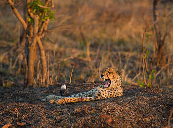 Mukambi Safari Lodge: Gähnender Gepard Mukambi Safari Lodge: Gähnender Gepard