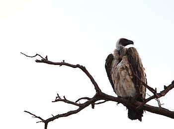 Nambwa Lodge: Geier im Baum Nambwa Lodge: Geier im Baum