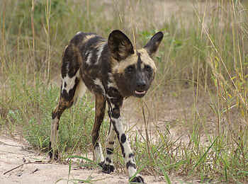 Nanzhila Plains Safari Camp: Wildhund Nanzhila Plains Safari Camp: Wildhund
