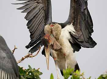 Shinde Lodge: Marabu Storch bereit zum Abflug Shinde Lodge: Marabu Storch bereit zum Abflug