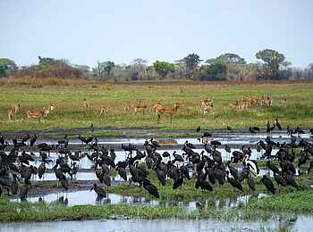 Shumba Camp: Störche und Antilopen Shumba Camp: Störche und Antilopen